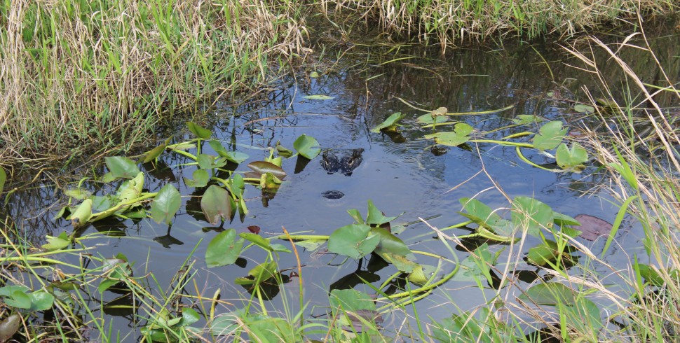 Florida – Everglades