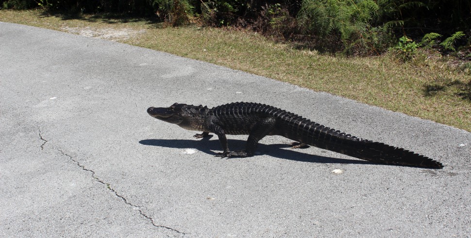 Abenteuer Tamiami Trail
