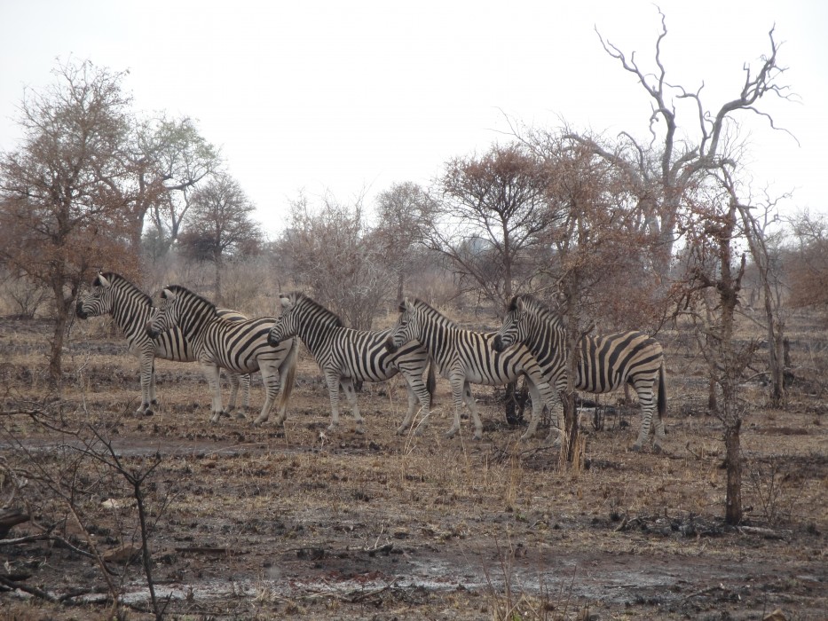 Zebras 