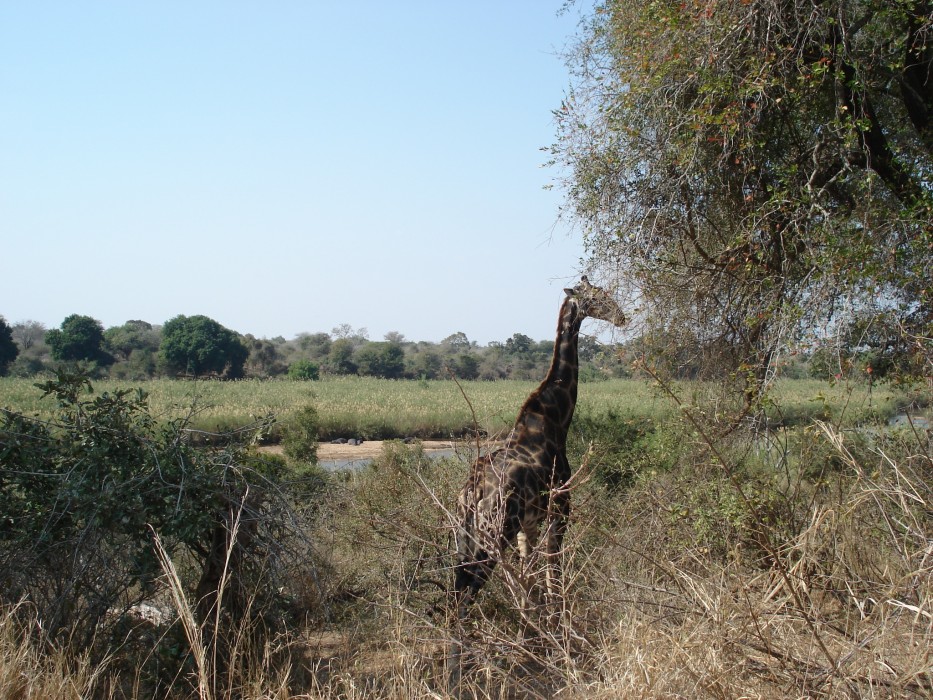 Giraffe am Sabie River im Kruger National Park