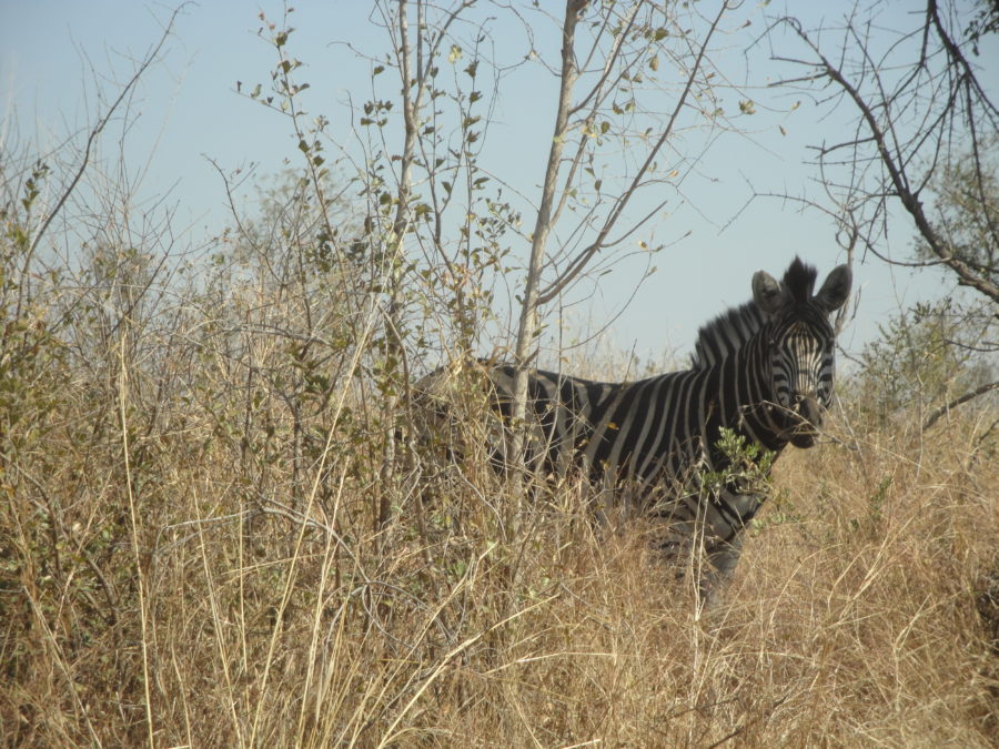 Zebra im Kruger National Park