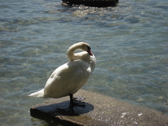 Schwan im Thunersee