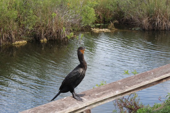 Anhinga im Everglades Nationalpark