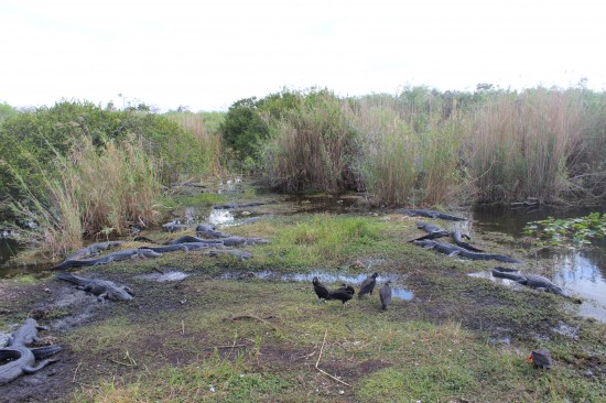 Krokodile beim Anhinga-Trail