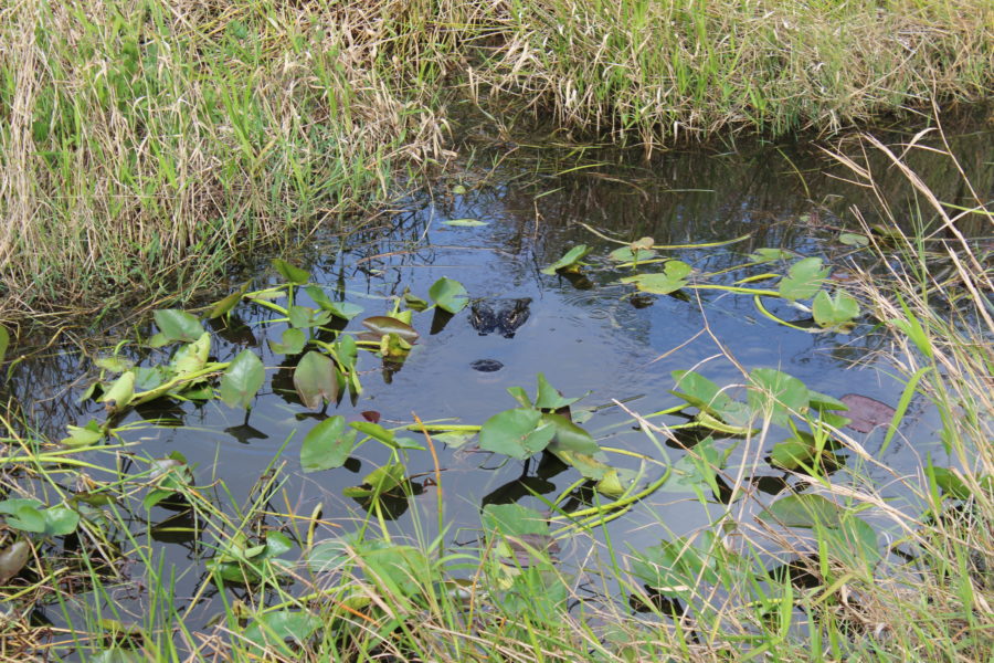 Everglades National Park – Florida