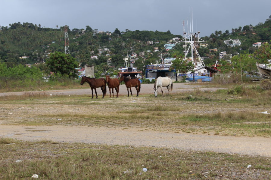 Pferde in Samana