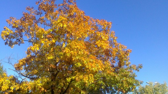 Indian Summer Baum Grün