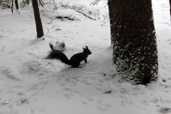 Eichhörnchen für Erheiterung