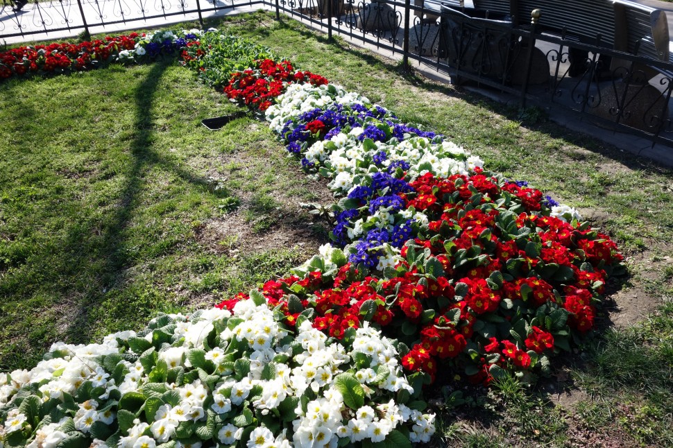 Frühlingsblumen