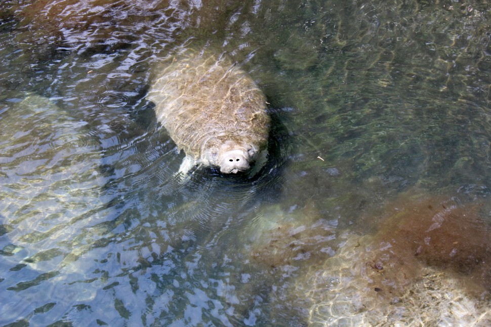 Manatees