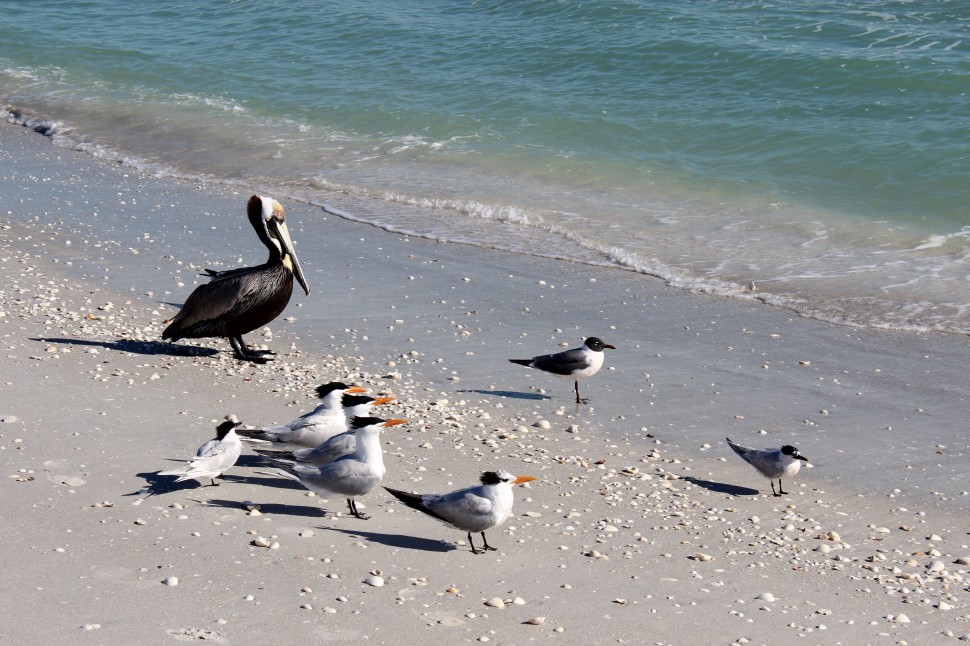 Sanibel Island Birds