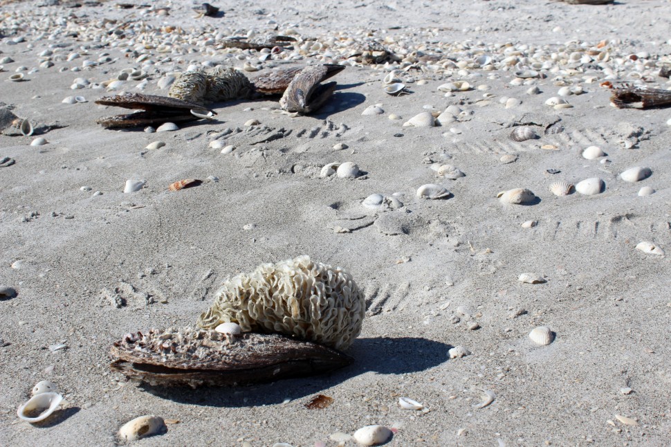 Sanibel Shells