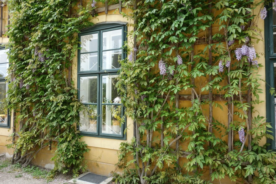 Fenster_mit_Blumen