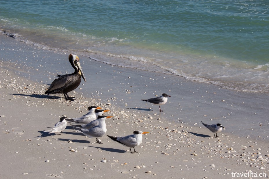 Sanibel_Island