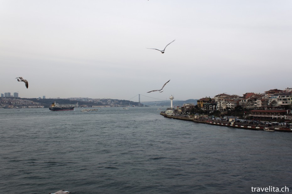 Voegel-Bosporus-Istanbul