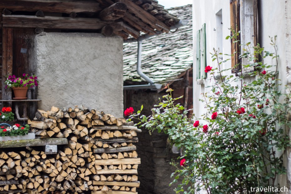 Rosen in Soglio