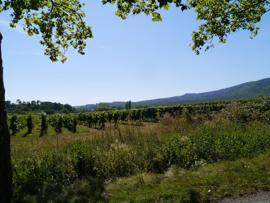 Weinberge_Elsass