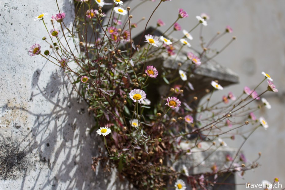 blumen-sintra