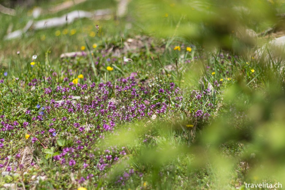 blumenwiese-wandern-serfaus