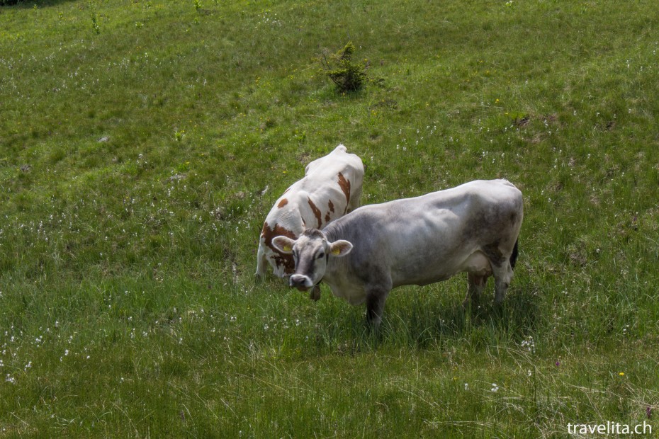 kuehe-wandern-serfaus