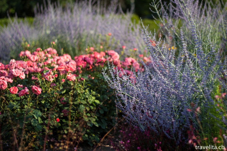 rosen-garten-rosa