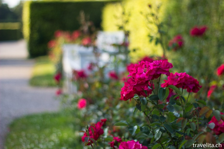 rosen-garten-rot