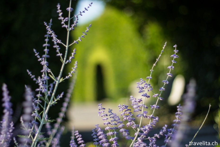 rosen-garten-violett