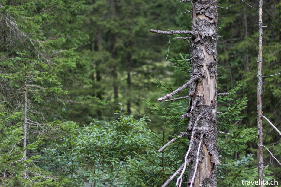 Lenk_Natur