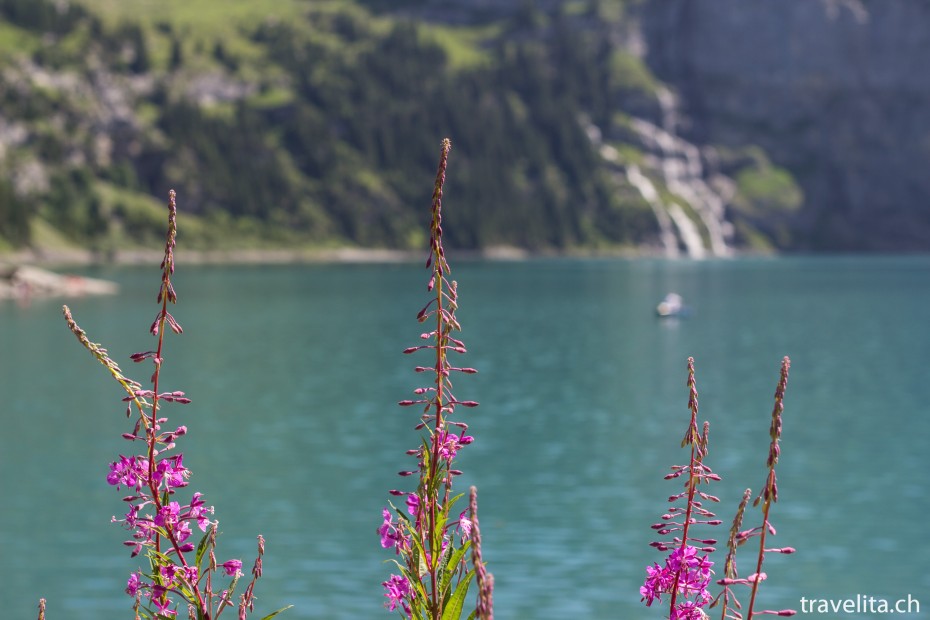 Blumen vor dem Oeschinensee