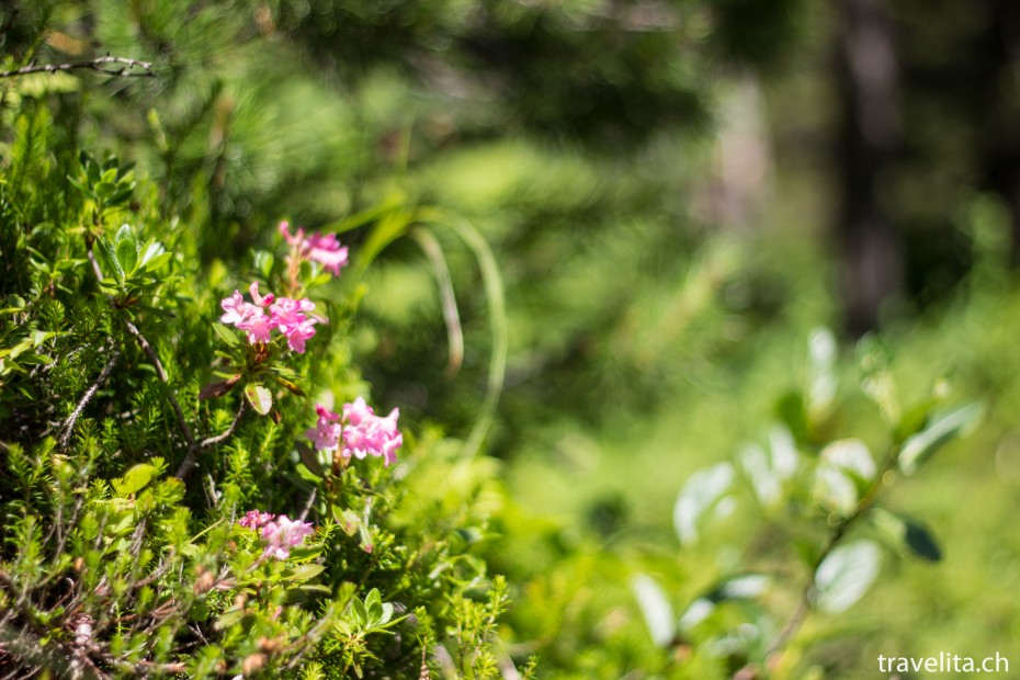 Alpenrosen beim Wandern