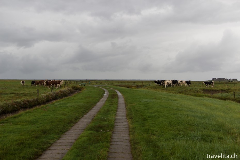 Hallig_Langeness (3)