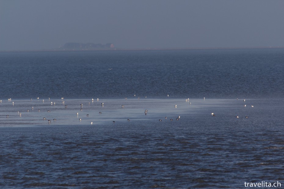 Hallig_Langeness_Wattenmeer