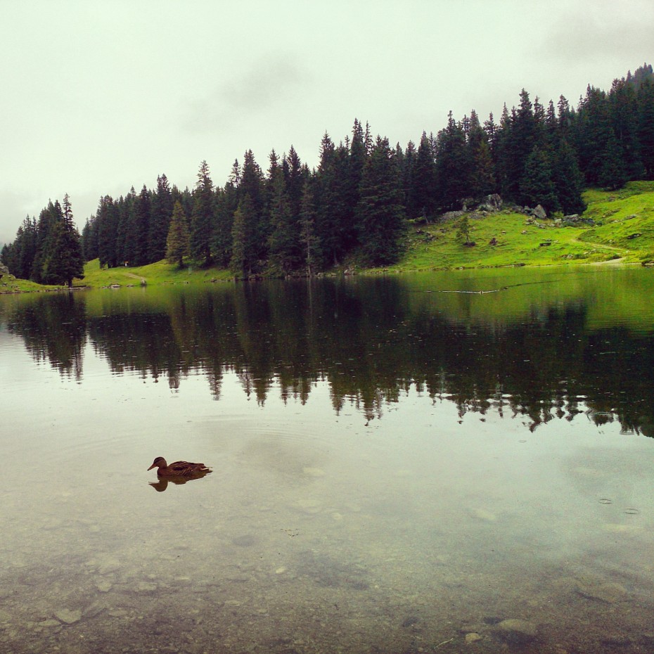 Ente im Gantrischseeli