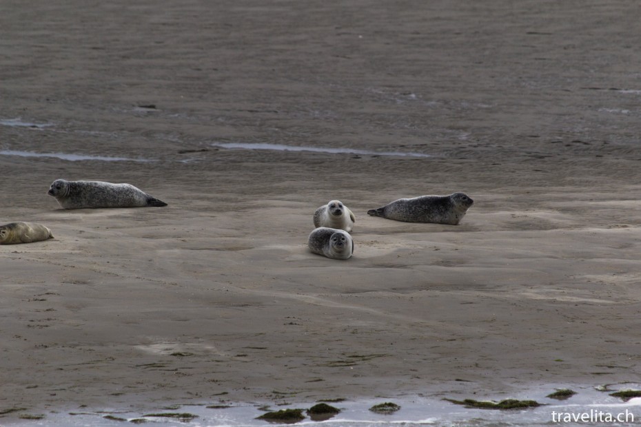 Wattenmeer_Seehunde