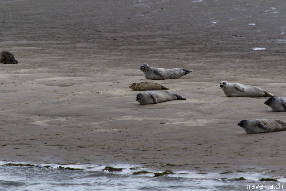 Wattenmeer_Seehunde_2