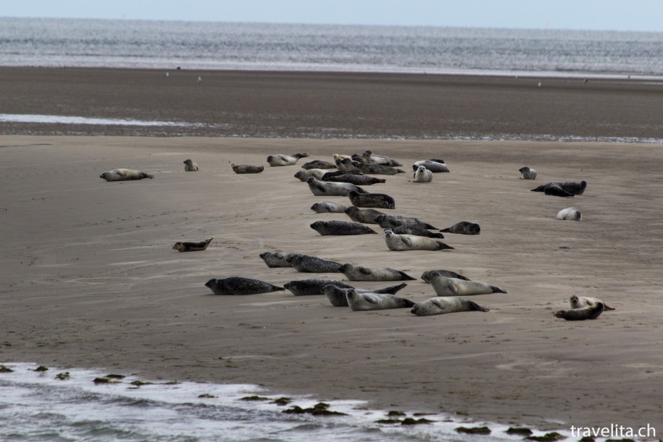 Wattenmeer_Seehunde_3