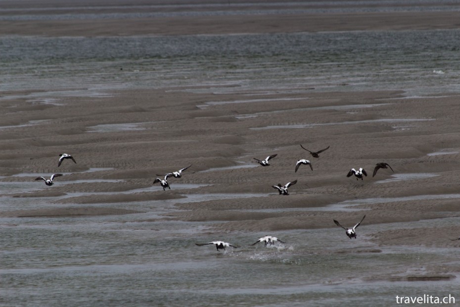 Wattenmeer_Vögel