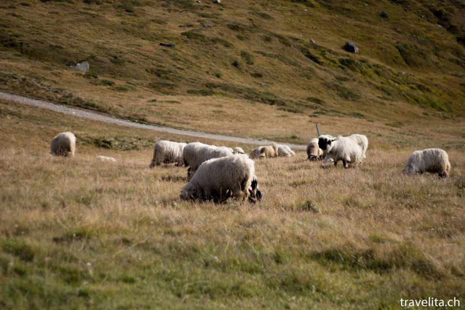 Zermatt_Walliser_Schafe