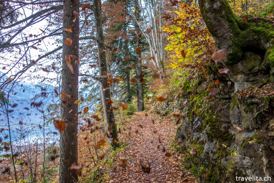 Wald beim Harder Kulm