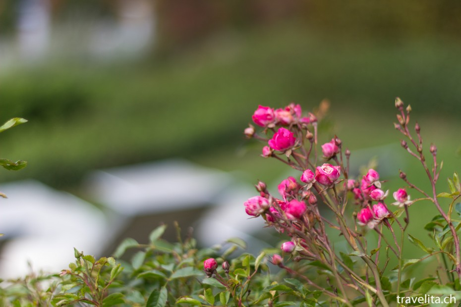 Falkensteiner Balance Resort Stegersbach Blumen