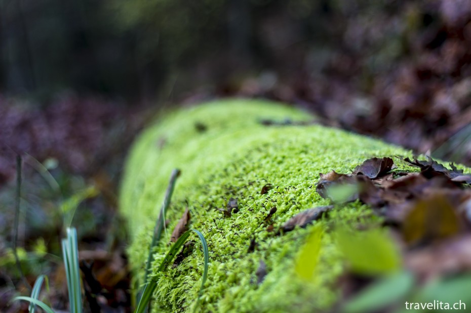 Wildnispark-Sihlwald-Herbst-2