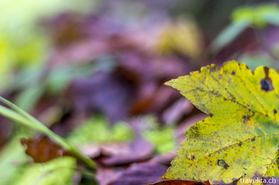 Wildnispark-Sihlwald-Herbst-3