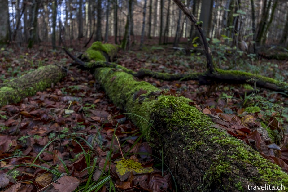 Wildnispark-Sihlwald-Herbst