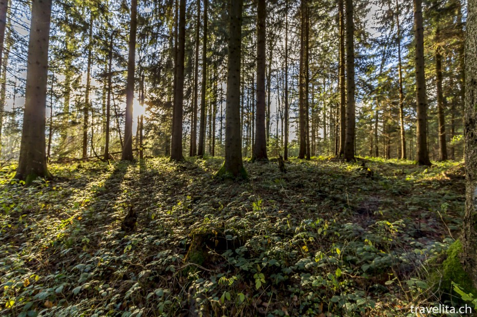 Wildnispark Shildwald