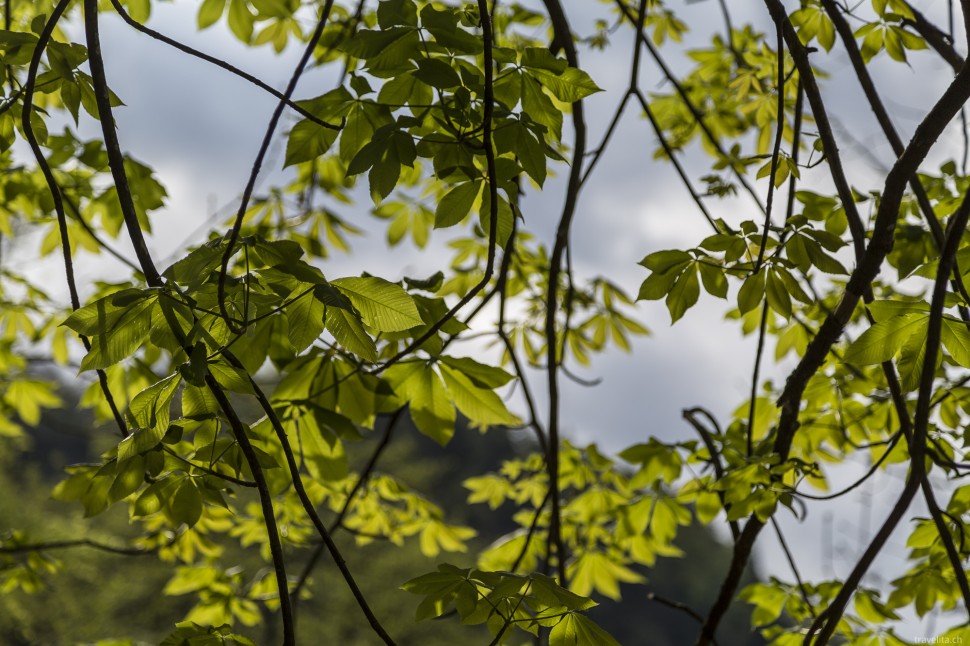 Frühling in Slowenien