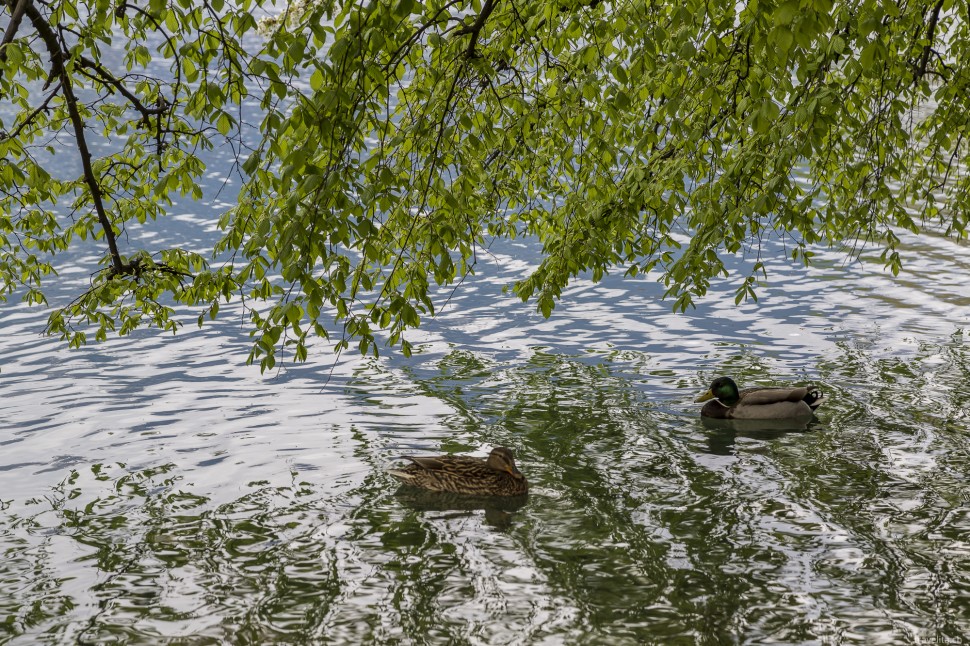 Enten im See