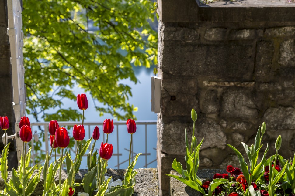 Frühling am Bleder See in Slowenien