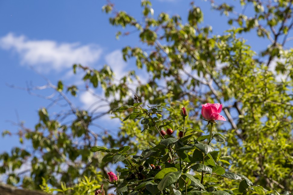 Rose-Mittelmeer