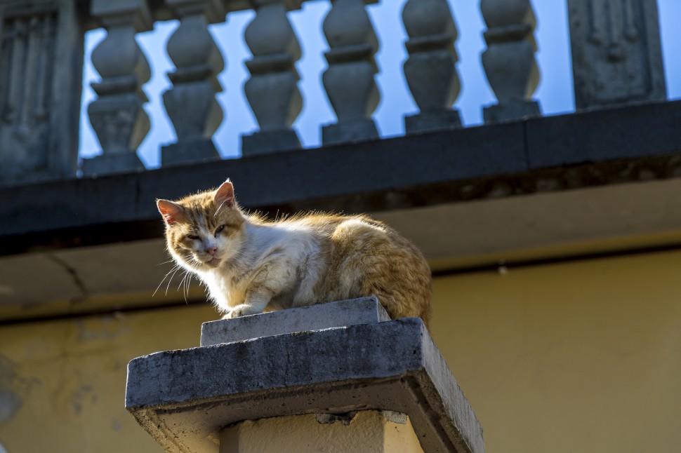 Comersee-Castelo-di-Vezio-Katze