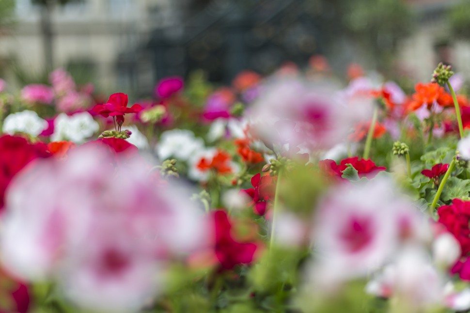 Gent-Blumenmarkt-Kouter-10